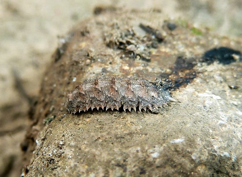 Larva di Dasysyrphus (Syrphidae)